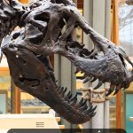 Visiter le musée d'histoire naturelle à New York : toutes les infos 🦖