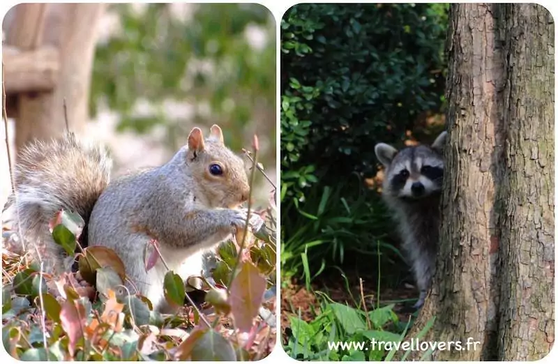 animaux-central-park